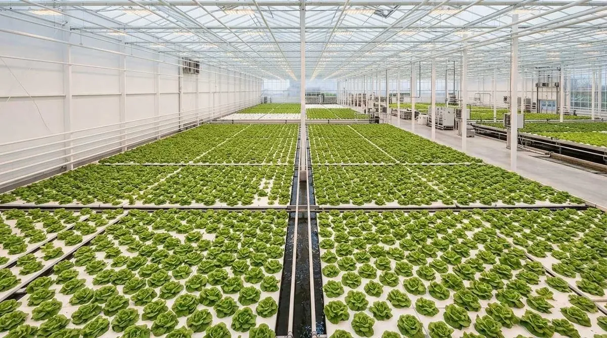 Commercial deep water culture hydroponic lettuce farm — rows of butterhead lettuce growing on floating rafts in a large greenhouse facility